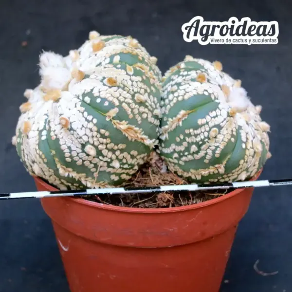 Astrophytum superkabuto «Selección» - Imagen 2