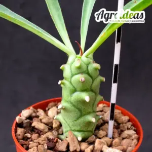 Euphorbia monteroi