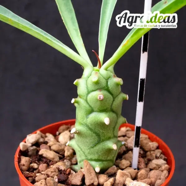 Euphorbia monteroi