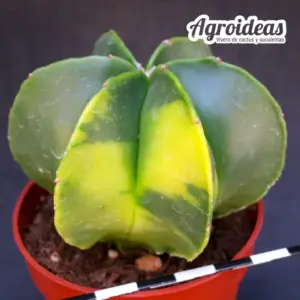 Astrophytum myriostigma var. multicostatum nudum "Variegata"