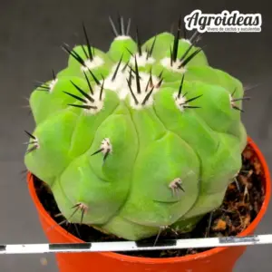Copiapoa X cinerea ssp. cinerea