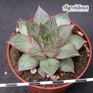 Echeveria "Dionysos" M-8,5 cm