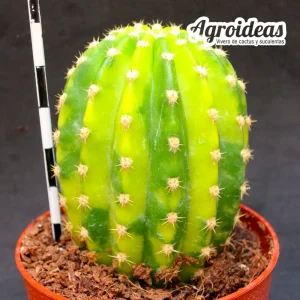 Echinopsis híbrido "variegata"