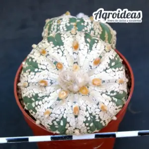 Astrophytum superkabuto «Selección»