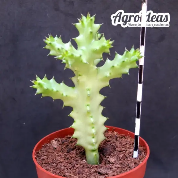 Edithcolea grandis, Wamba Road - Imagen 2