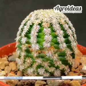 Mammillaria hernandezii