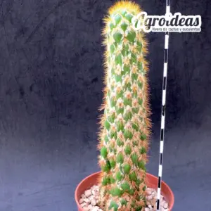 Trichocereus spachianus "monstruosus" ejemplar