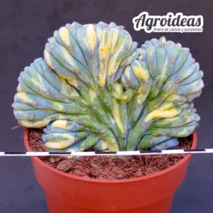 Myrtillocactus geometrizans "cristata & variegata"