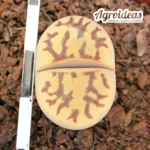 Lithops dorotheae «zorro» selección