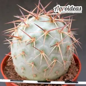 Tephrocactus geometricus "Golden"