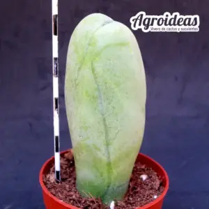 Trichocereus bridgesii AKA: Penis Cactus