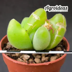 Gibbaeum pilosulum