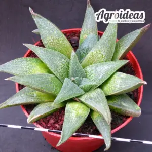Haworthia "Cocodrile Rock" Ejemplar M-11