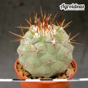 Copiapoa cinerea ssp. columan alba "White thorns"