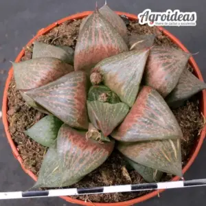 Haworthia híbrida "Selección" M-8,5 cm