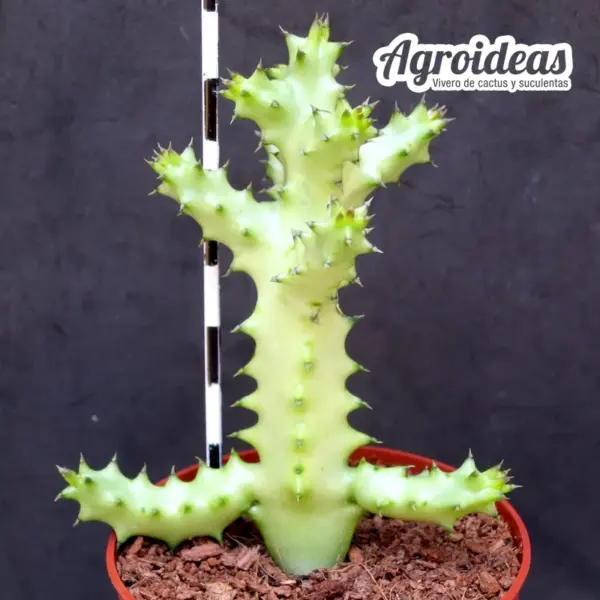 Edithcolea grandis, Wamba Road - Imagen 2