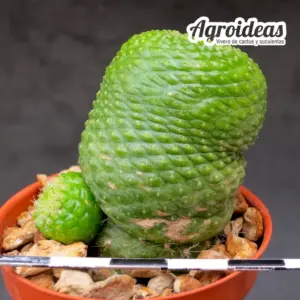 Rebutia krainziana "fr. nuda"