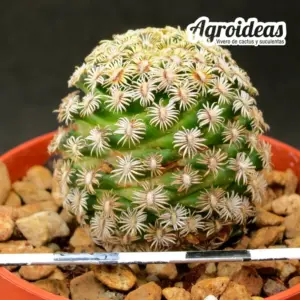 Mammillaria hernandezii