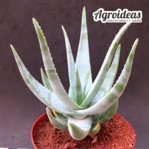 Aloe krapohliana "Ejemplar 6 años"