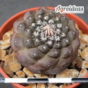Copiapoa hypogaea