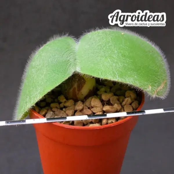 Haemanthus humilis - Imagen 2