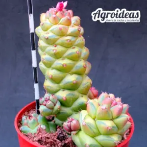 Monadenium ritchiei "variegata"