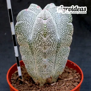 Astrophytum cv. "V-Zuka"