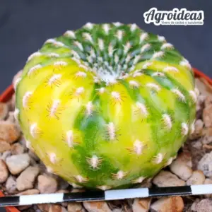 Sulcorebutia arenacea "cristata"