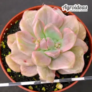 Graptoveria "Mr richard variegata"