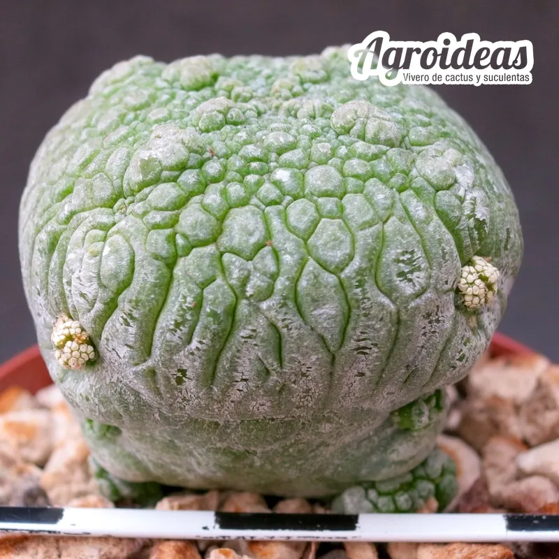 Pseudolithos harardheranus - Imagen 2