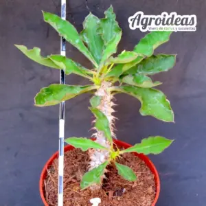 Euphorbia "Nat-Wong"