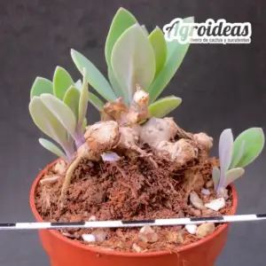 Senecio sempervivi ssp grantii "Selección caudex"