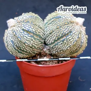 Astrophytum asterias «Selección»