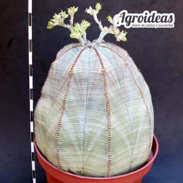 Euphorbia obesa "Ejemplar 8 años"