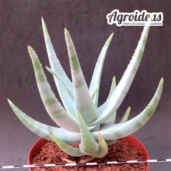 Aloe krapohliana "Ejemplar 6 años" - Imagen 2
