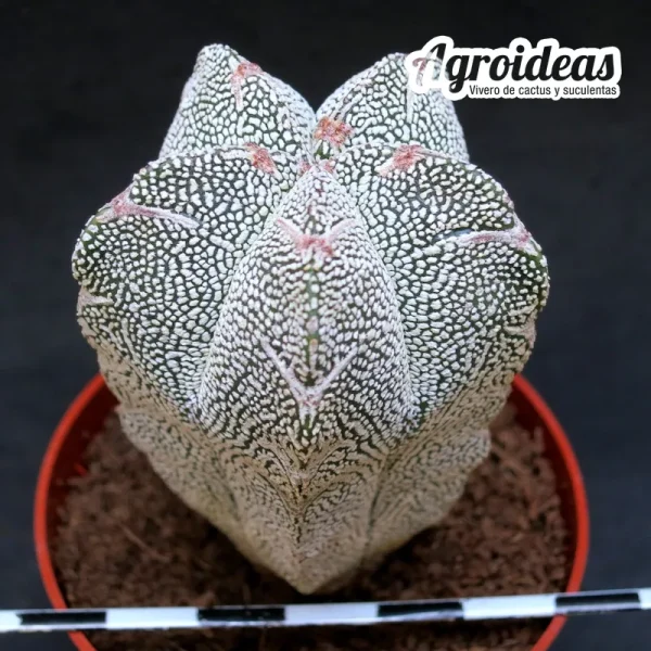 Astrophytum cv. "V-Zuka" - Imagen 2
