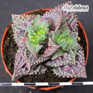 Faucaria cv. "Super Warty"