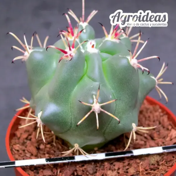 Sclerocactus uncinatus ssp. crassihamatus - Imagen 2