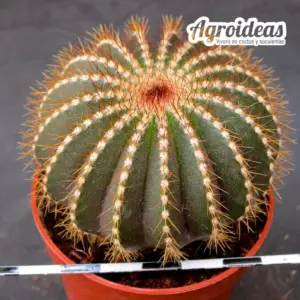 Uebelmannia pectinifera multicostata "flavispina"