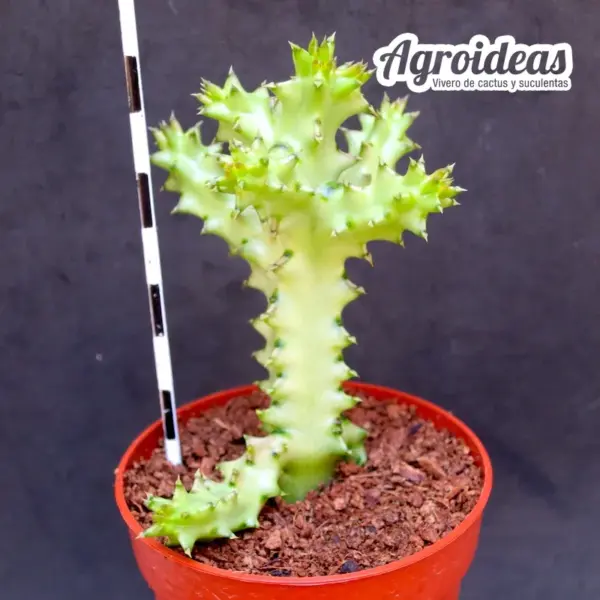 Edithcolea grandis, Wamba Road - Imagen 2