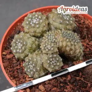 Copiapoa hypogaea "cristata y caespitosa" selección