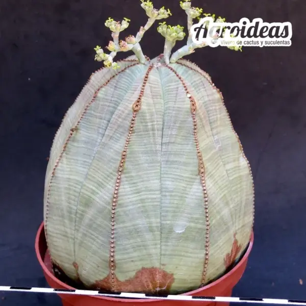 Euphorbia obesa "Ejemplar 8 años" - Imagen 2
