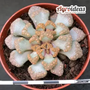 Titanopsis Hugo-schlechteri