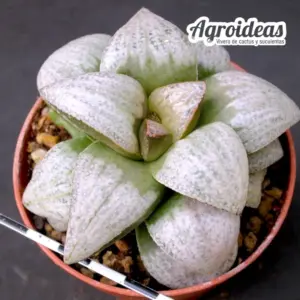 Haworthia picta "White selection"