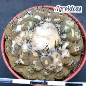 Copiapoa hypogaea «5 km N Chañaral»