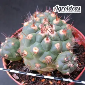 Weingartia kargliana "Ejemplar" MØ-11cm