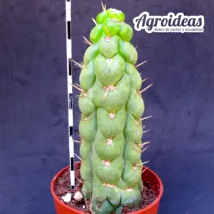 Eulychnia castanea "varispiralis"