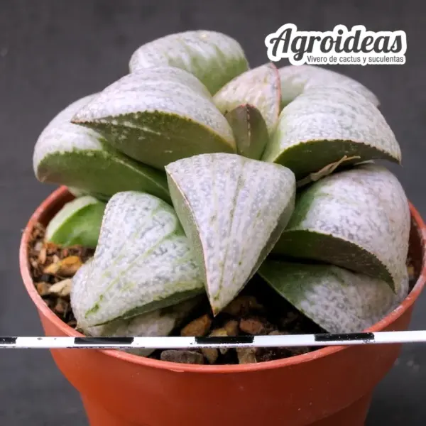 Haworthia picta "White selection" - Imagen 3