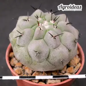Copiapoa cinerea ssp. columna alba
