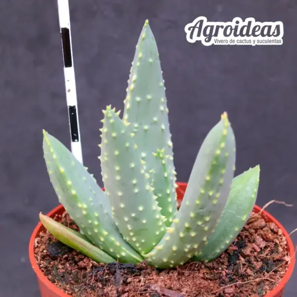 Aloe dichotoma - Imagen 2